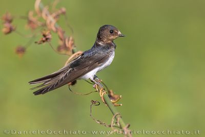 Barn Swallow (Hirundo rustica)