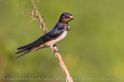 Barn Swallow (Hirundo rustica)
