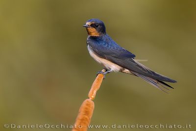 Barn Swallow (Hirundo rustica)