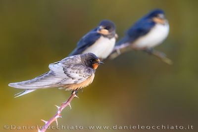 Barn Swallow (Hirundo rustica)