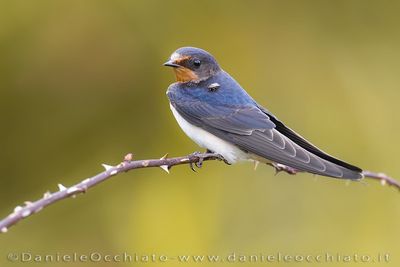 Barn Swallow (Hirundo rustica)