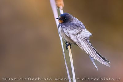 Barn Swallow (Hirundo rustica)