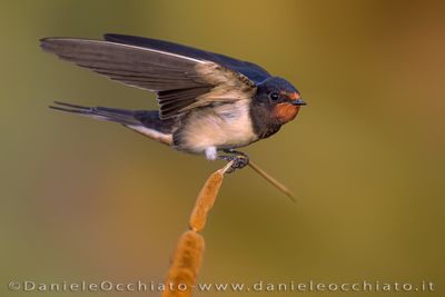 Barn Swallow (Hirundo rustica)