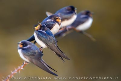 Barn Swallow (Hirundo rustica)
