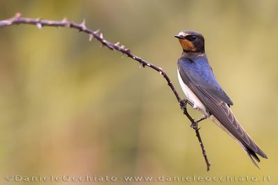 Barn Swallow (Hirundo rustica)