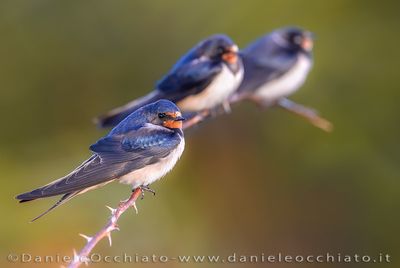 Barn Swallow (Hirundo rustica)