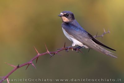 Barn Swallow (Hirundo rustica)