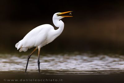 Airone bianco maggiore; Great White egret; Ardea alba