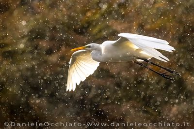 Airone bianco maggiore; Great White Egret; Ardea alba