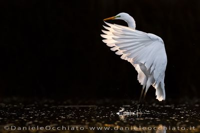 Airone bianco maggiore; Great White Egret; Ardea alba