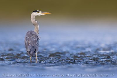 airone cenerino; Grey Heron; Ardea cinerea