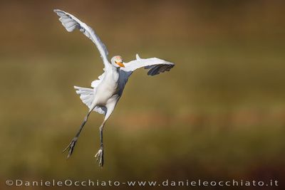 Airone guardabuoi; Cattle Egret; Bubulcus ibis