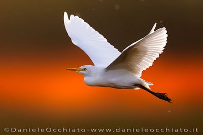 Airone guardabuoi; Cattle Egret; Bubulcus ibis
