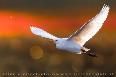 Airone guardabuoi; Cattle Egret; Bubulcus ibis