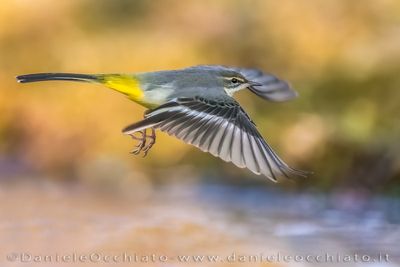 Ballerina gialla; Grey Wagtail; Motacilla cinerea