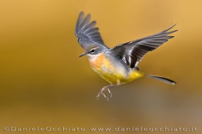 Ballerina gialla; Grey Wagtail; Motacilla cinerea