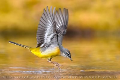Ballerina gialla; Grey Wagtail; Motacilla cinerea