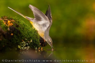 Ballerina gialla; Grey Wagtail; Motacilla cinerea