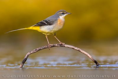 Ballerina gialla; Grey Wagtail; Motacilla cinerea