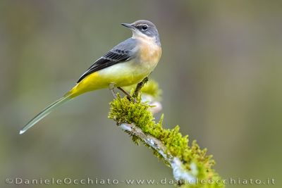 Ballerina gialla; Grey Wagtail; Motacilla cinerea