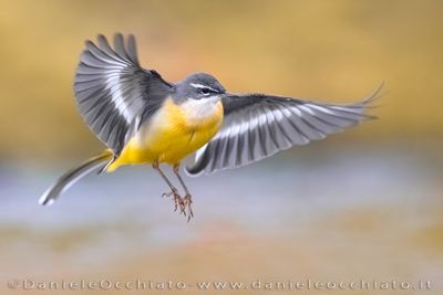 Ballerina gialla; Grey Wagtail; Motacilla cinerea