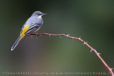 Ballerina gialla; Grey Wagtail; Motacilla cinerea