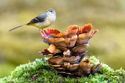 Ballerina gialla; Grey Wagtail; Motacilla cinerea