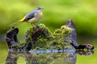 Ballerina gialla; Grey Wagtail; Motacilla cinerea