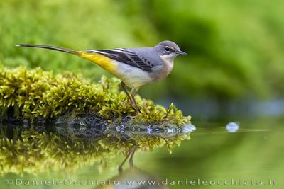 Ballerina gialla; Grey Wagtail; Motacilla cinerea