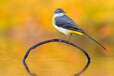 Ballerina gialla; Grey Wagtail; Motacilla cinerea