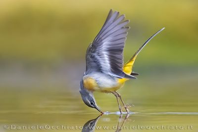 Ballerina gialla; Grey Wagtail; Motacilla cinerea