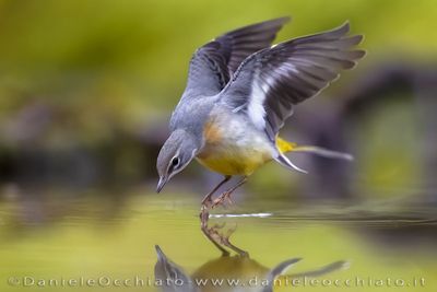 Ballerina gialla; Grey Wagtail; Motacilla cinerea