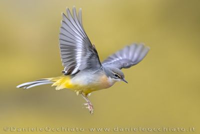 Ballerina gialla; Grey Wagtail; Motacilla cinerea