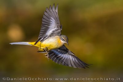 Ballerina gialla; Grey Wagtail; Motacilla cinerea