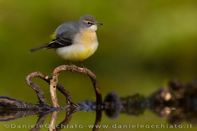 Ballerina gialla; Grey Wagtail; Motacilla cinerea