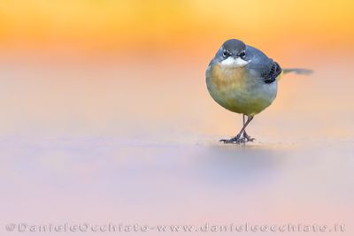Ballerina gialla; Grey Wagtail; Motacilla cinerea