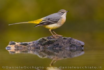 Ballerina gialla; Grey Wagtail; Motacilla cinerea