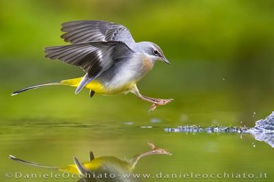 Ballerina gialla; Grey Wagtail; Motacilla cinerea