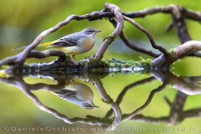 Ballerina gialla; Grey Wagtail; Motacilla cinerea