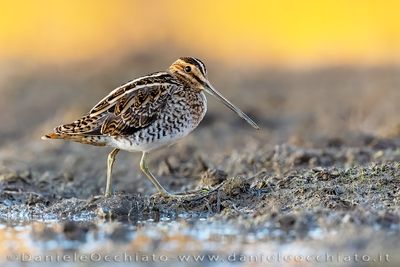 Beccaccino; Common Snipe; Gallinago gallinago