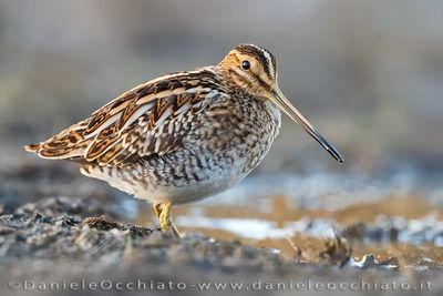 Beccaccino; Common Snipe; Gallinago gallinago