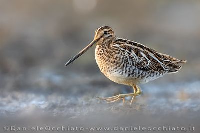 Beccaccino; Common Snipe; Gallinago gallinago