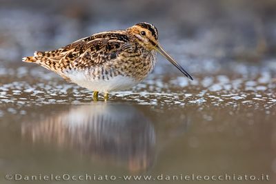 Beccaccino; Common Snipe; Gallinago gallinago