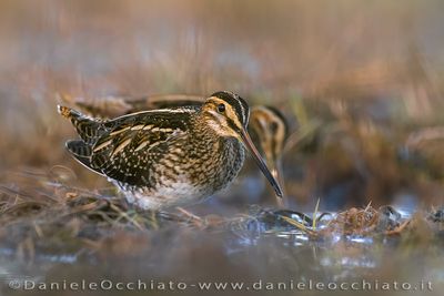 Beccaccino; Common Snipe; Gallinago gallinago