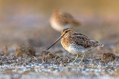 Beccaccino; Common Snipe; Gallinago gallinago