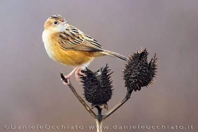 Beccamoschino; Zitting Cisticola; Cisticola juncidis