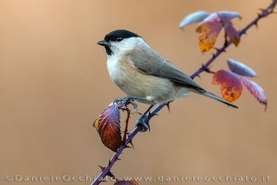 Cincia bigia; Marsh Tit; Poecile palustris