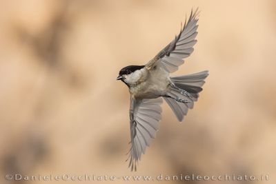 Cincia bigia; Marsh Tit; Poecile palustris