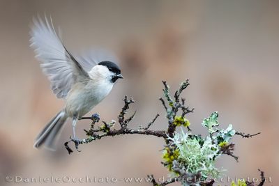 Cincia bigia; Marsh Tit; Poecile palustris