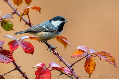 Cincia mora; Coal Tit; Periparus ater